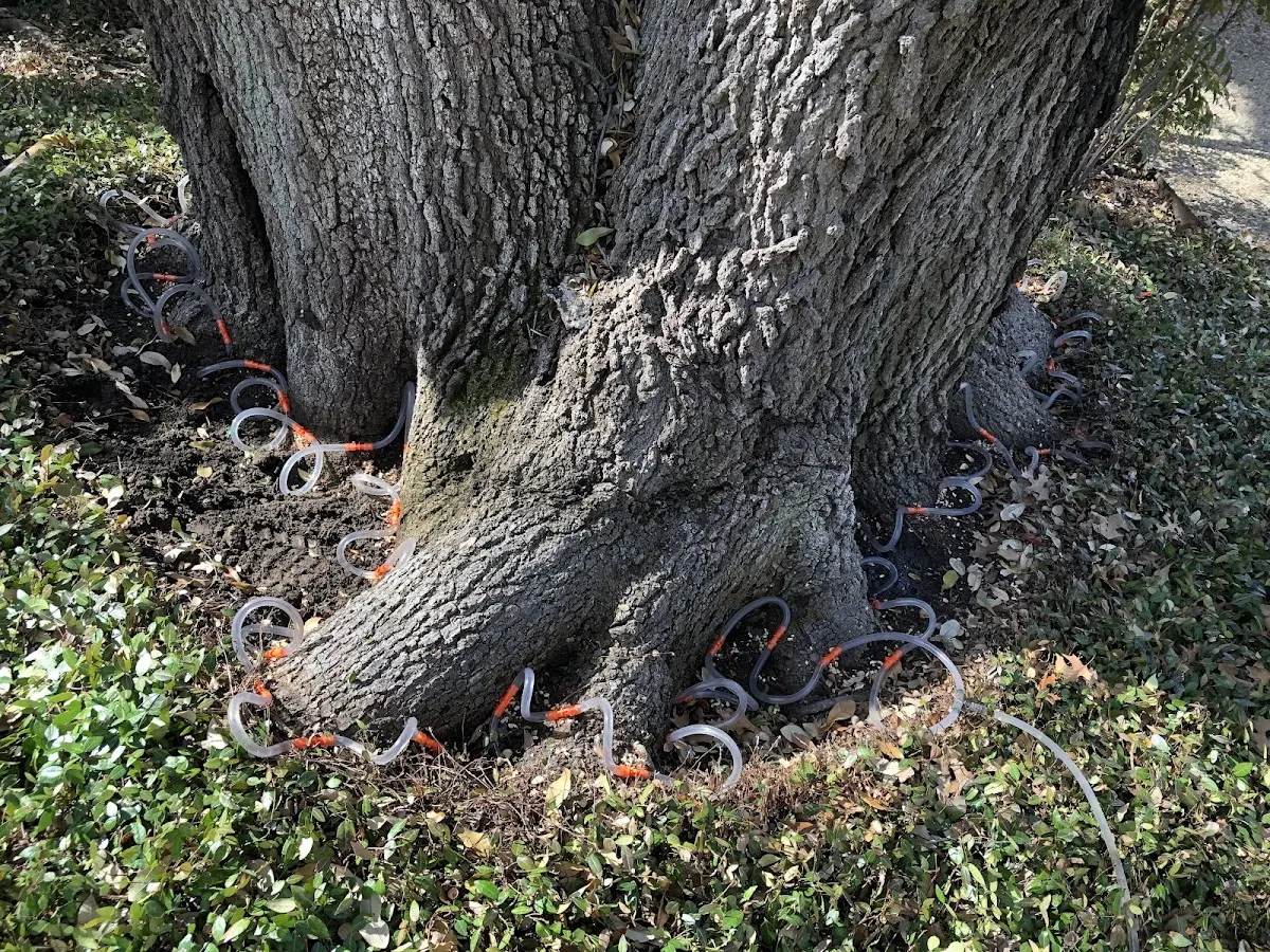 Detailed Tree Cabling and Bracing job site in Kalispell